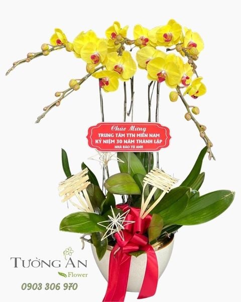 Chậu Lan Hồ Điệp Nắng Vàng Vinh Hoa - LHD128