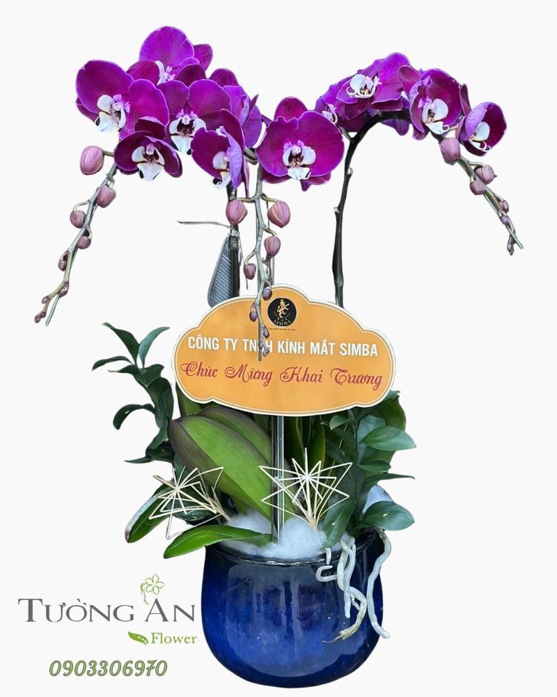 Chậu Lan Hồ Điệp Tím Phú Quý Khai Lộc - LHD57 