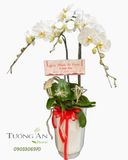  Chậu Lan Hồ Điệp Thanh Khiết Ân Tình - LHD65 