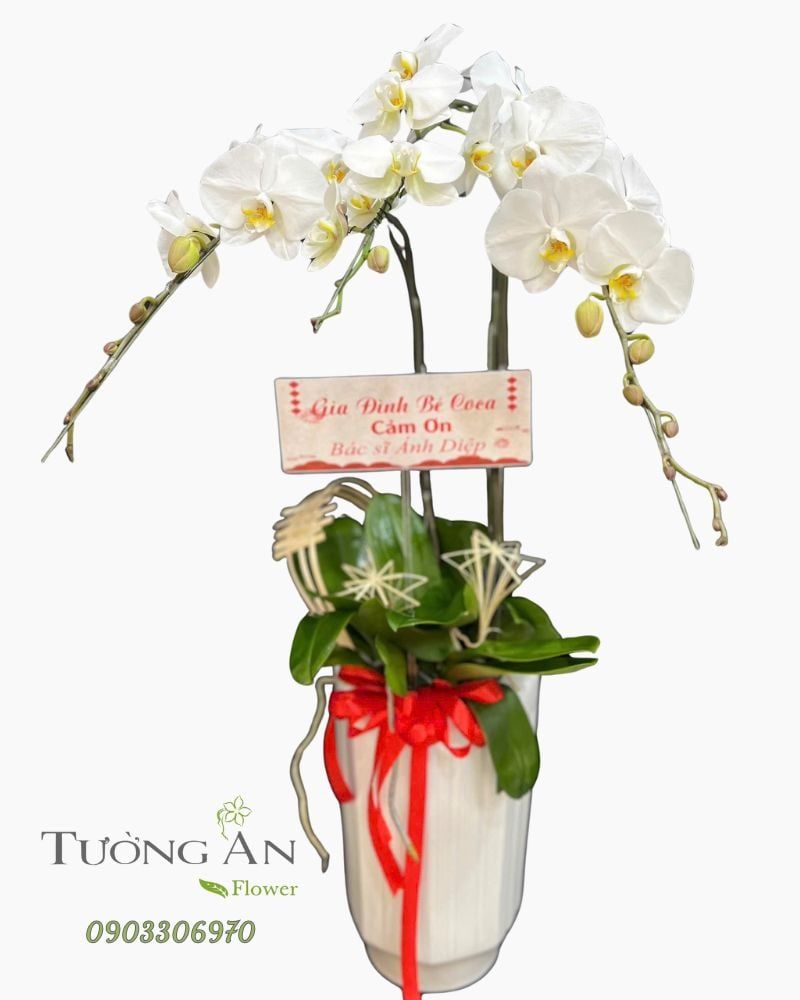  Chậu Lan Hồ Điệp Thanh Khiết Ân Tình - LHD65 