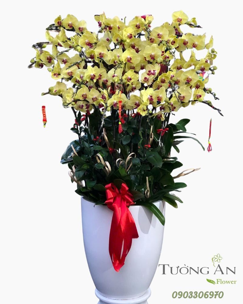  Chậu Lan Hồ Điệp Hoàng Kim An Khang- LHD53 