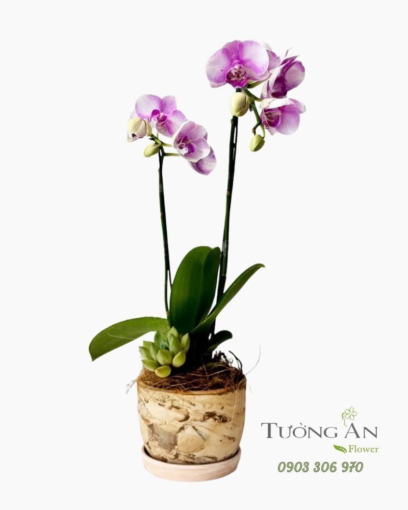  Chậu Lan Hồ Điệp Tím Nhỏ Dịu Êm - LHD100 