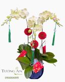  Chậu Lan Hồ Điệp Kim Ngọc Thanh Phúc - LHD75 