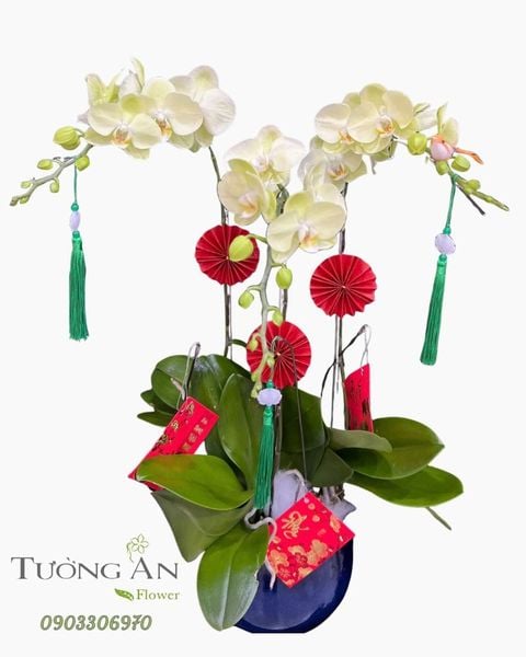 Chậu Lan Hồ Điệp Kim Ngọc Thanh Phúc - LHD75