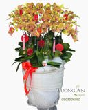  Chậu Lan Hồ Điệp Hoàng Xuân Phát Lộc - LHD93 