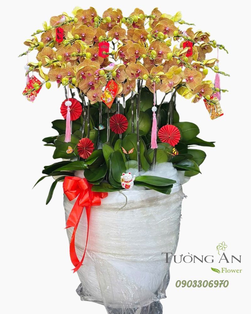  Chậu Lan Hồ Điệp Hoàng Xuân Phát Lộc - LHD93 