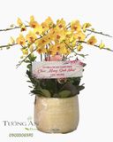  Chậu Lan Hồ Điệp Hoàng Kim Phúc Lộc - LHD35 