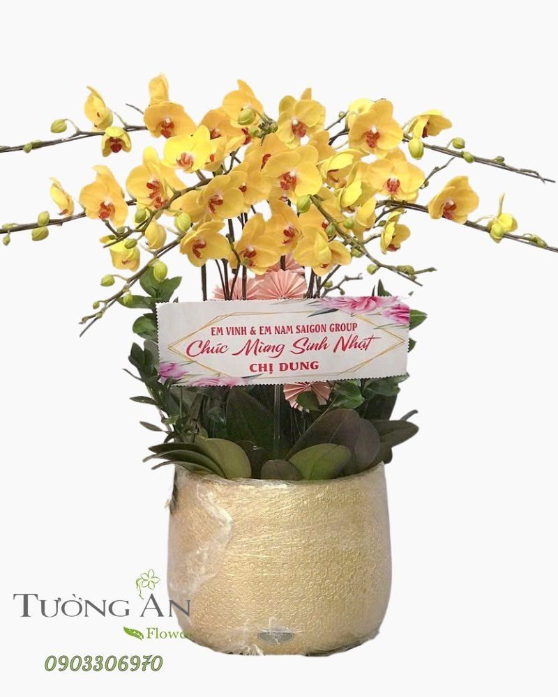  Chậu Lan Hồ Điệp Hoàng Kim Phúc Lộc - LHD35 