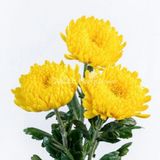  Hoa Cúc Kim Cương - HCC15 