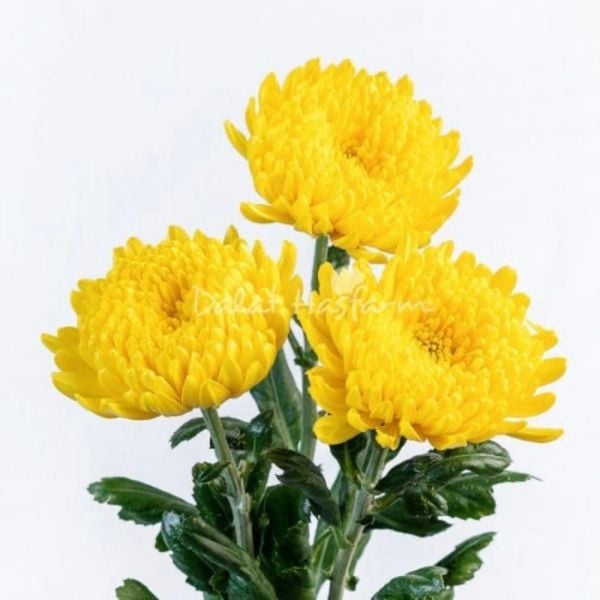 Hoa Cúc Kim Cương - HCC15