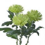  Hoa Cúc Kim Cương - HCC15 