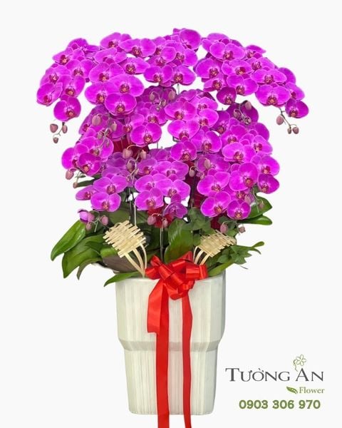 Chậu Lan Hồ Điệp Hồng Ngọc Phồn Vinh - LHD137