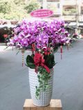  Chậu Lan Hồ Điệp Cát Phúc Viên Mãn - LHD46 