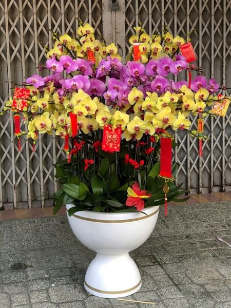 Chậu Lan Hồ Điệp Song Sắc Đại Phát- LHD54