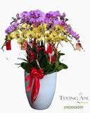  Chậu Lan Hồ Điệp Song Phúc Cát Tường- LHD48 