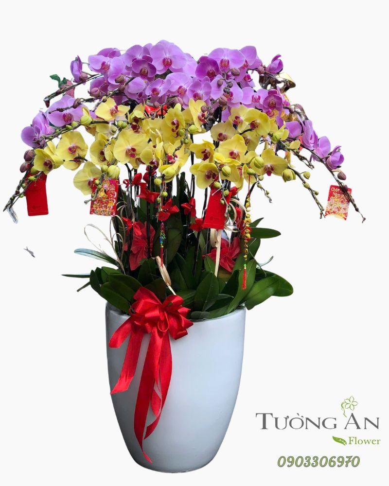  Chậu Lan Hồ Điệp Song Phúc Cát Tường- LHD48 