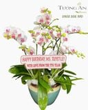  Chậu Lan Hồ Điệp Ngọc Lan Thanh Khiết - LHD129 