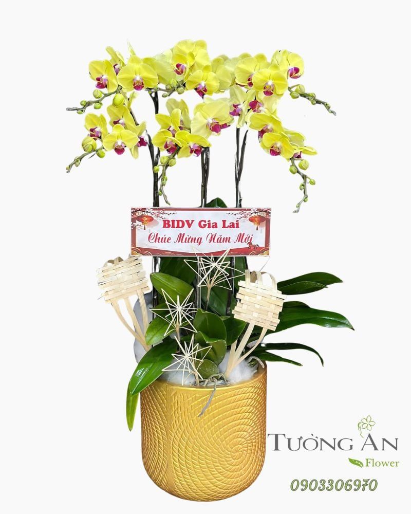  Chậu Lan Hồ Điệp Kim Lộc Khai Xuân - LHD90 