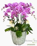  Chậu Lan Hồ Điệp Hồng Tím Phúc Duyên - LHD66 
