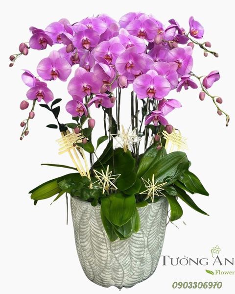 Chậu Lan Hồ Điệp Hồng Tím Phúc Duyên - LHD66