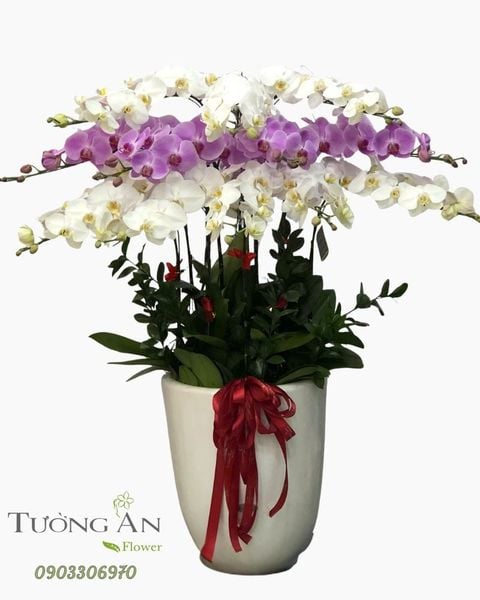 Chậu Lan Hồ Điệp Tím Bạch An Khang - LHD36