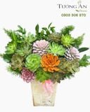  Chậu Sen Đá Vườn Xanh Thịnh Vượng - SD14 