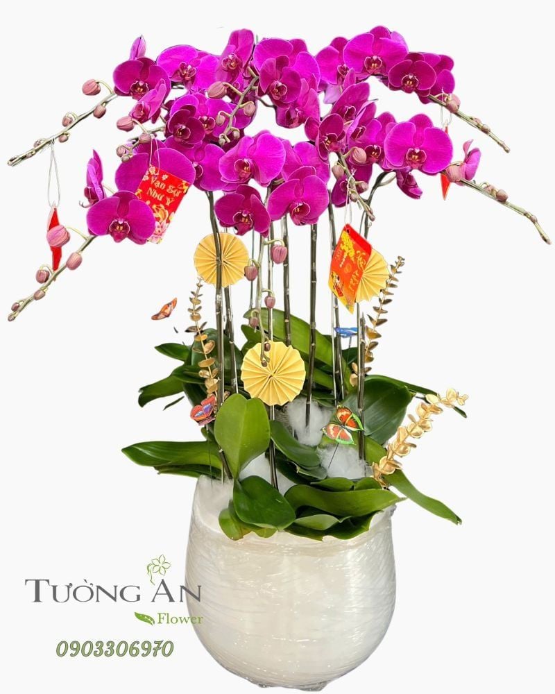  Chậu Lan Hồ Điệp Hồng Vân Khai Lộc - LHD94 