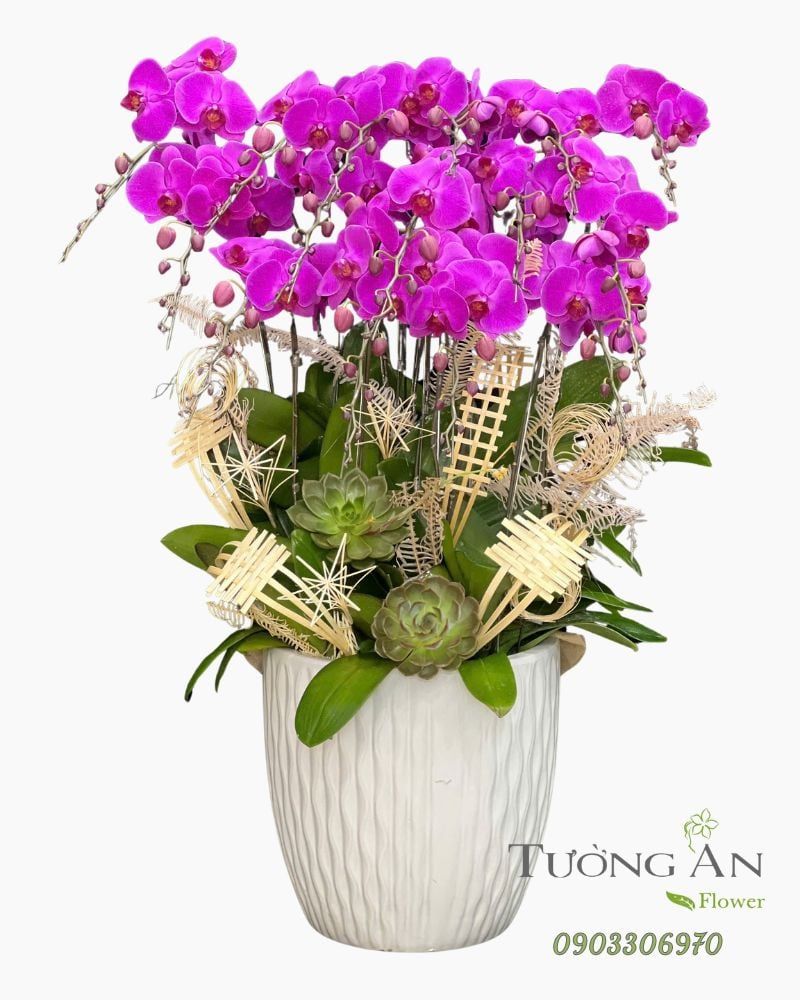  Chậu Lan Hồ Điệp Tử Ngọc Phú Quý - LHD24 