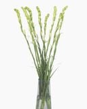  Hoa Huệ Trắng - HCC04 