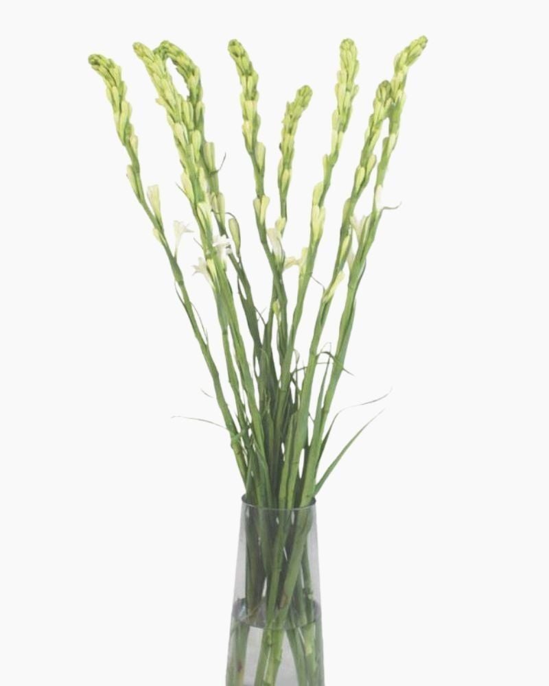  Hoa Huệ Trắng - HCC04 