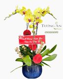  Chậu Lan Hồ Điệp Kim Xuân Như Ý - LHD76 