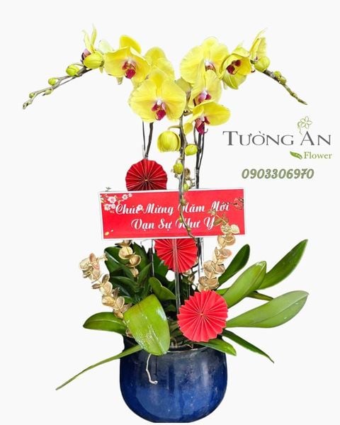 Chậu Lan Hồ Điệp Kim Xuân Như Ý - LHD76