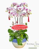  Chậu Lan Hồ Điệp Tri Ân Cao Quý - LHD28 