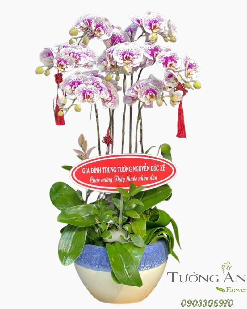  Chậu Lan Hồ Điệp Tri Ân Cao Quý - LHD28 