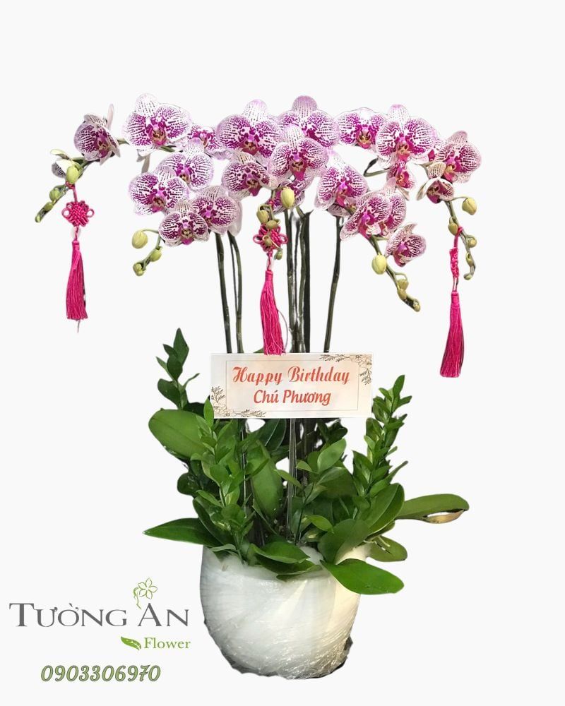  Chậu Lan Hồ Điệp Vạn Phúc Khai Hoa - LHD32 