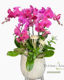  Chậu Lan Hồ Điệp Hồng Phúc Yêu Thương - LHD70 