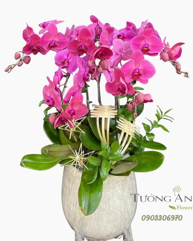  Chậu Lan Hồ Điệp Hồng Phúc Yêu Thương - LHD70 