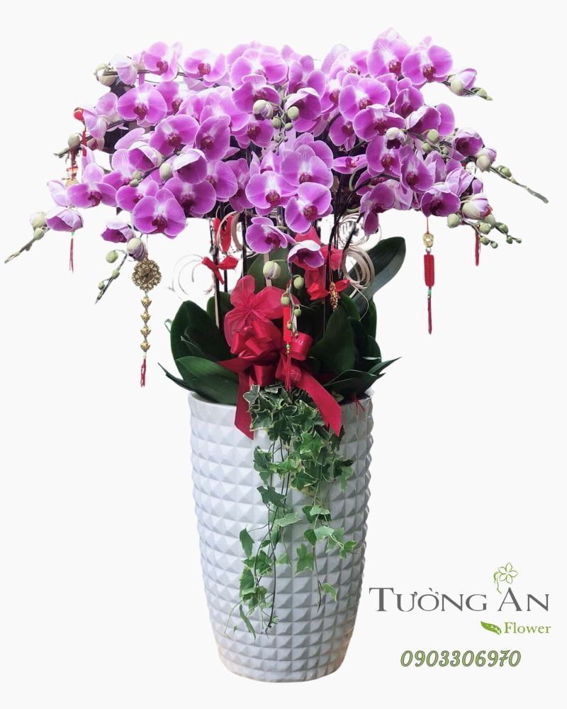  Chậu Lan Hồ Điệp Cát Phúc Viên Mãn - LHD46 