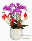  Chậu Lan Hồ Điệp Tử Phúc Cát Tường - LHD86 