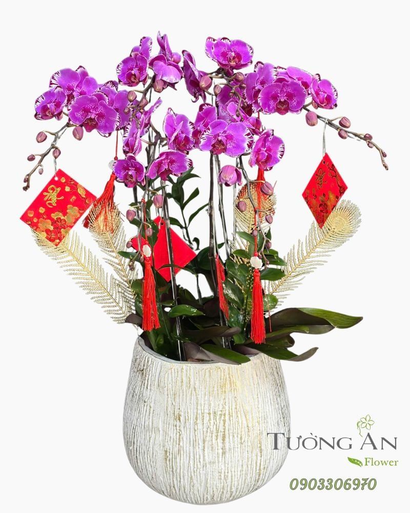  Chậu Lan Hồ Điệp Tử Phúc Cát Tường - LHD86 