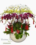  Chậu Lan Hồ Điệp Tam Phúc Vượng Tài  - LHD82 