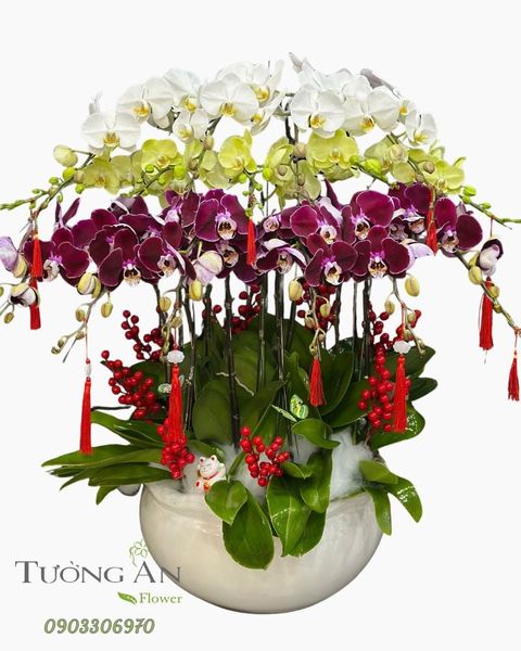 Chậu Lan Hồ Điệp Tam Phúc Vượng Tài  - LHD82