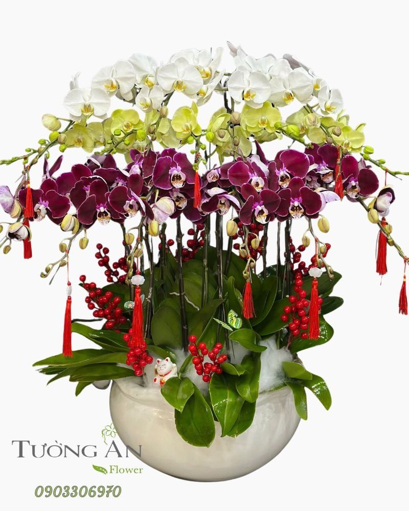  Chậu Lan Hồ Điệp Tam Phúc Vượng Tài  - LHD82 