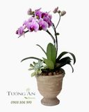  Chậu Lan Hồ Điệp Tím Dịu Thanh Xuân - LHD101 
