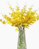  Hoa Lan Vũ Nữ - HCC16 