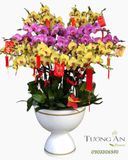  Chậu Lan Hồ Điệp Song Sắc Đại Phát- LHD54 