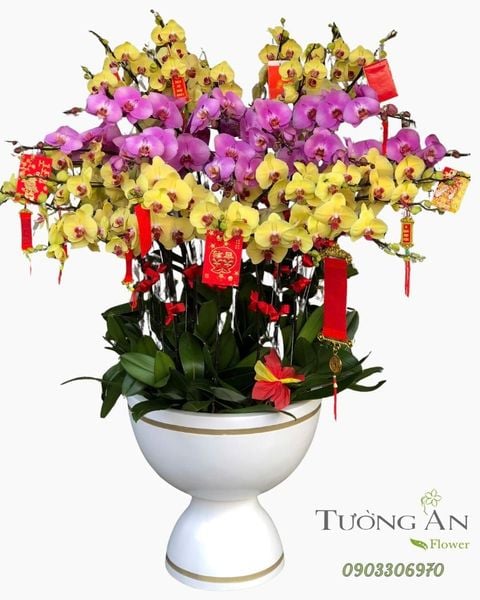 Chậu Lan Hồ Điệp Song Sắc Đại Phát- LHD54