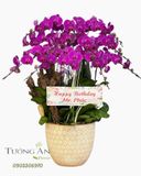  Chậu Lan Hồ Điệp Lan Tím Vương Quý - LHD20 