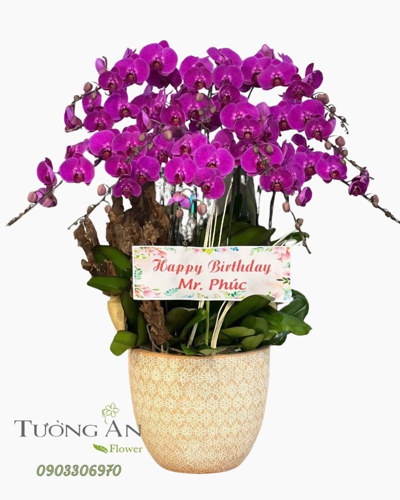  Chậu Lan Hồ Điệp Lan Tím Vương Quý - LHD20 