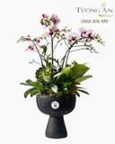  Chậu Lan Hồ Điệp Duyên Lan Thanh Nhã - LHD116 